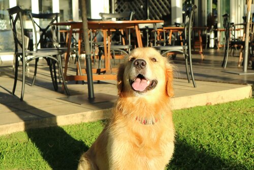 Dog friendly restaurant in palm cove and cairns